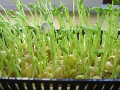 植爱心田松柳芽苗菜原来做法这么简单