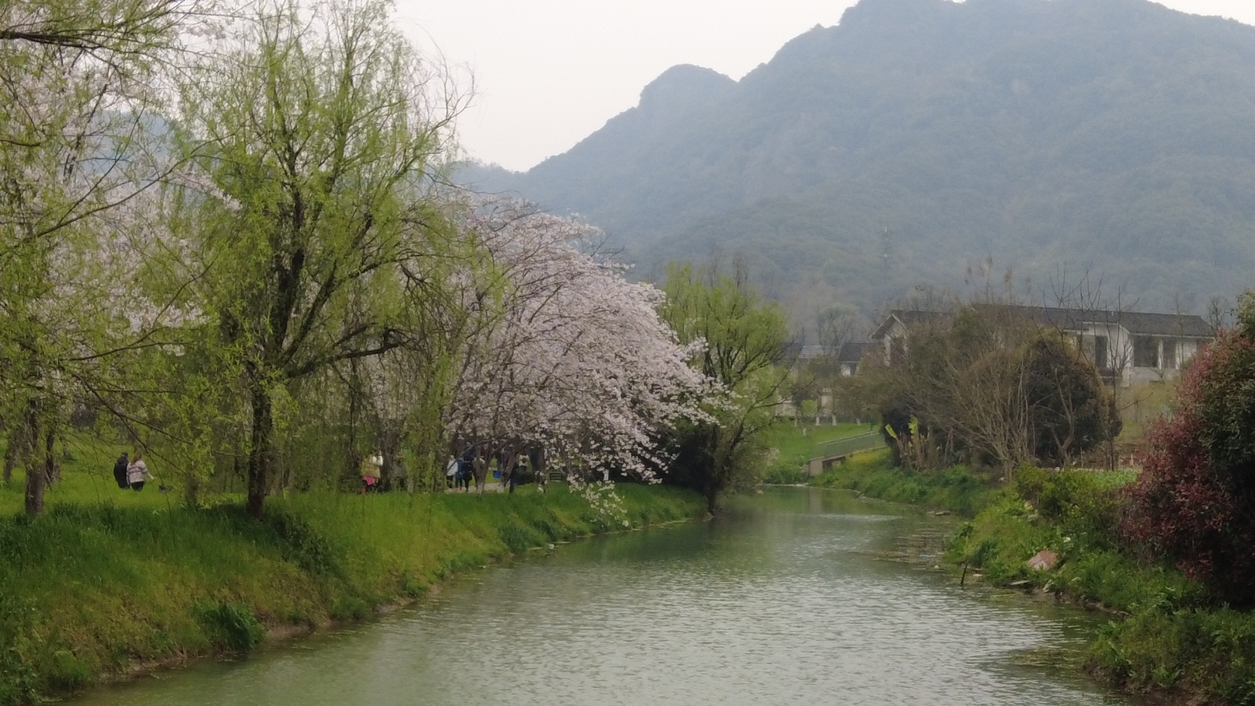 绍兴宛委山浪漫樱花恣意绽放代表着希望象征着爱情错过等一年