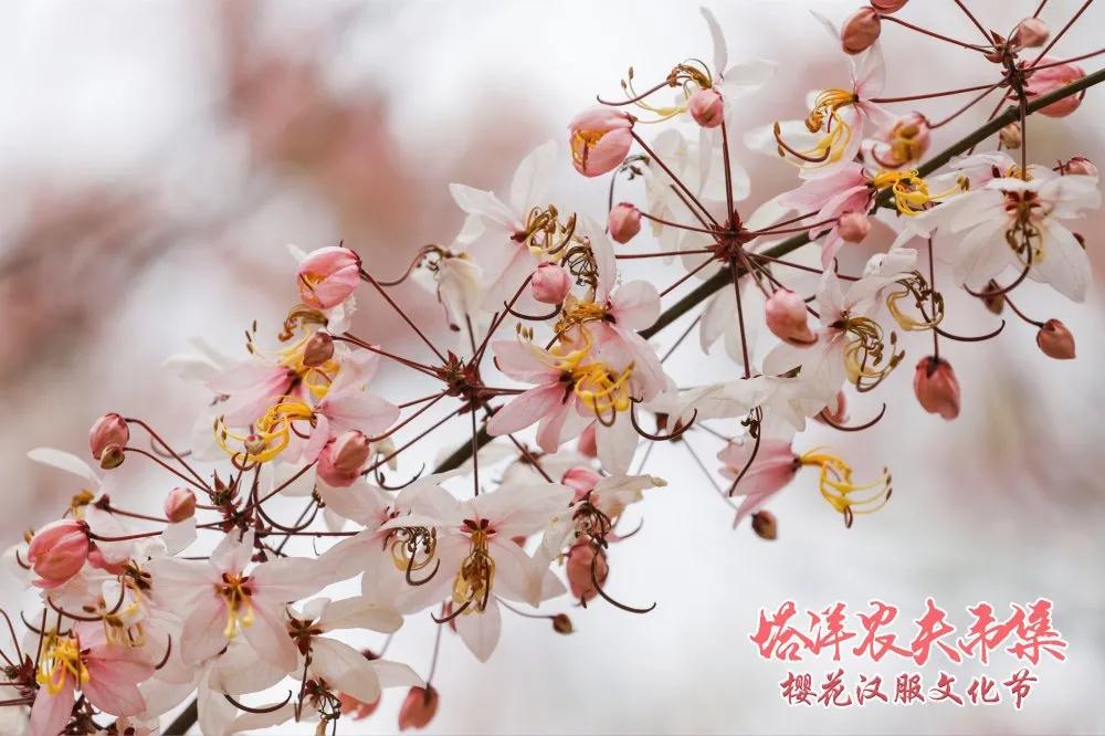塔洋农夫市集樱花汉服文化节开幕啦！一场来自春天的穿越之约~