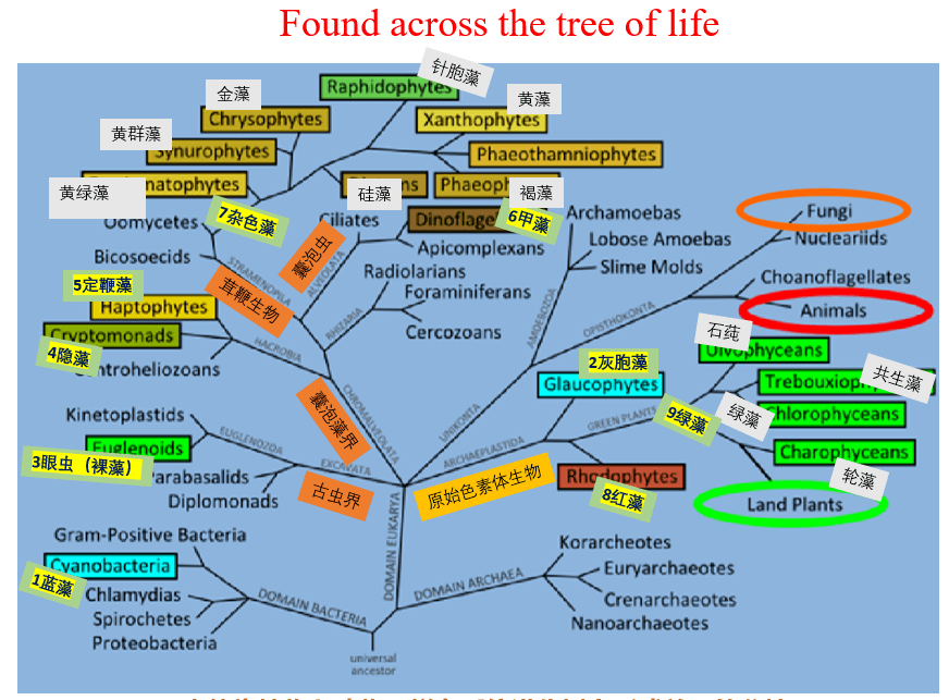 藻类是低等植物吗 藻类的分类与进化 真核域