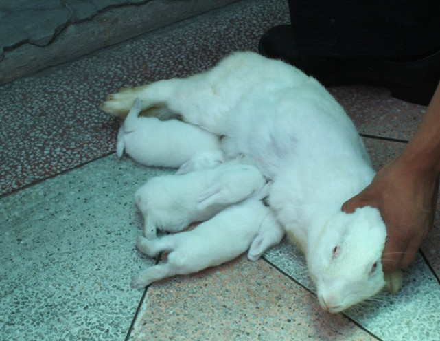 男子家中养了一只白兔,前段时间兔妈妈生了一窝小白兔,可别提男主人