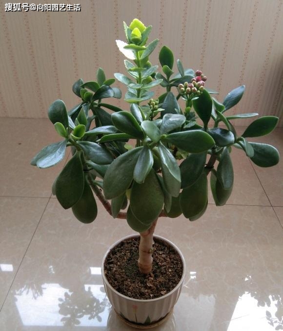 天气变暖 买棵玉树 用来嫁接长寿花 1棵玉树能开出3种花色 植物