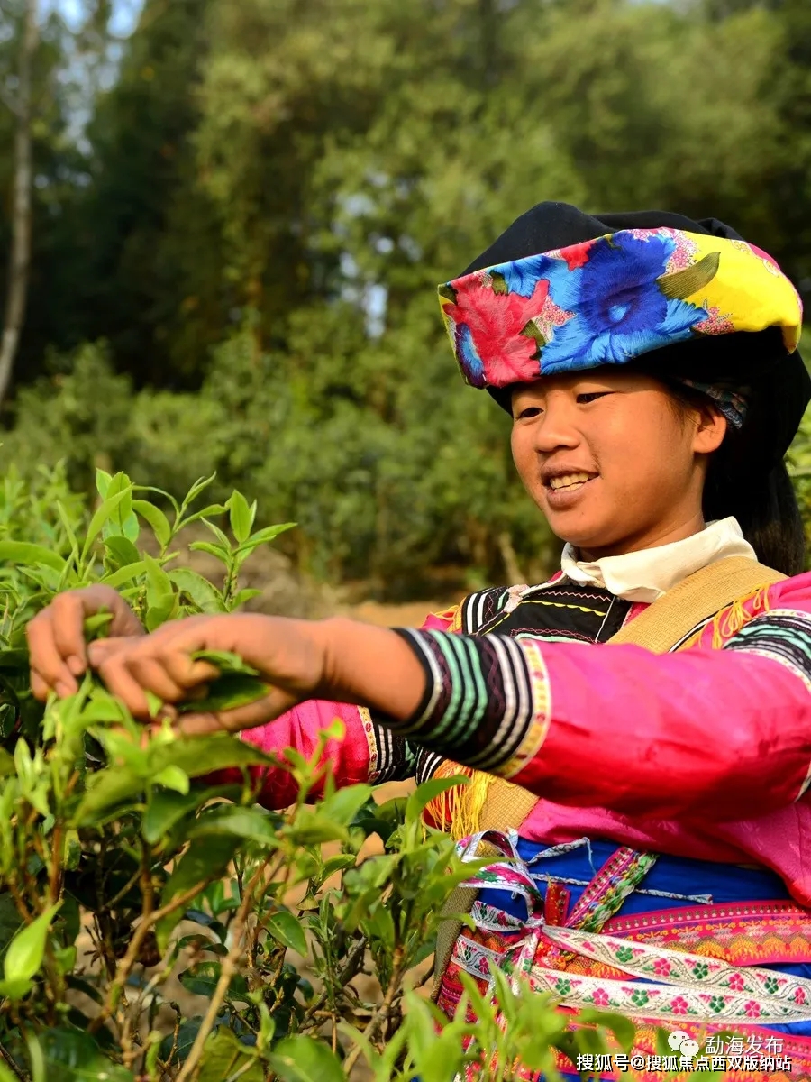 春茶，一场春天里的盛事——勐海县80余万亩春茶陆续开采啦！