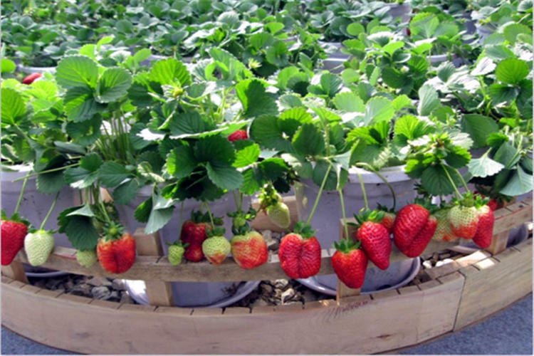 秋末养一盆草莓,做好这几点服盆快,结果也增多_植株