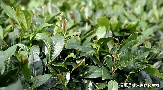 茶樹葉子發黃怎麼治?茶樹重茬根腐用什麼藥?