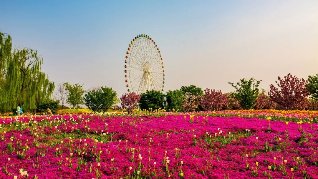 泰安一到春天就成了人见人爱花见花开的地方