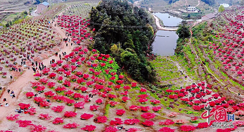 自贡贡井：遨游红色海洋“枫”光带动农旅一体化发展