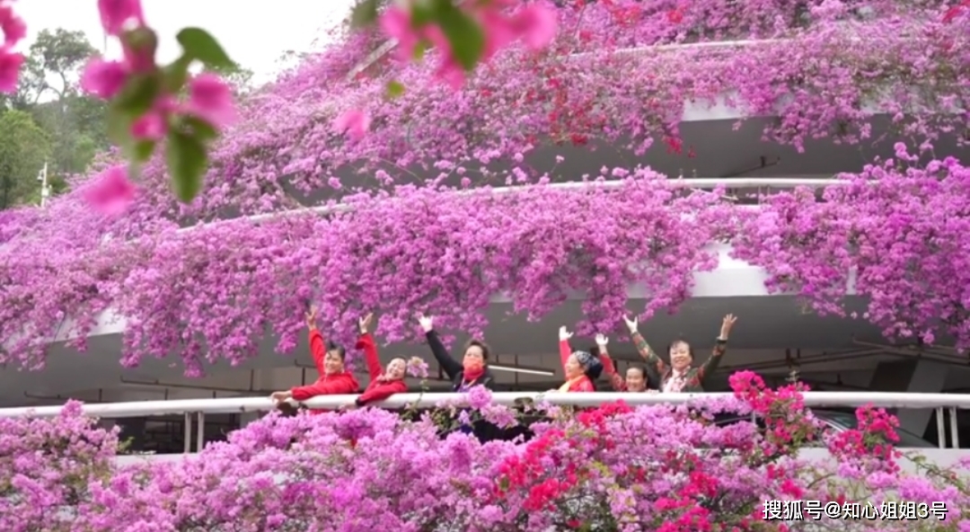 深圳最美的花海停车场，六层紫色簕杜鹃，吸引众多游客拍照留念