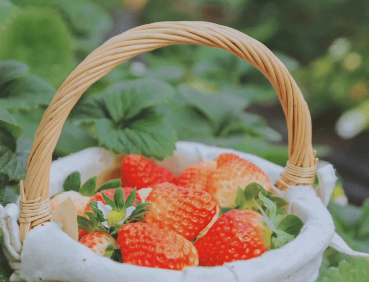 成都0.5h“休闲胜地”：摘冬草莓，赏春花，BBQ玩一天！