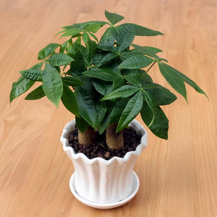 红色叶子绿植盆栽 e8e44ce568744ec990afa22c0c151478.jpeg