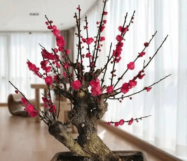 怎么描述冬日的梅 eae6237547db40eba33ae73a1ebfdc79.png