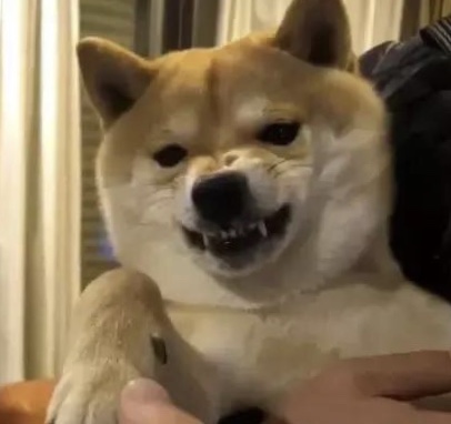 柴犬一摸頭就溫順，一摸它爪子就炸毛，難道是有什麼神秘開關？ 萌趣萌寵 第3张
