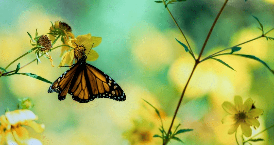 描写追蝴蝶的诗句