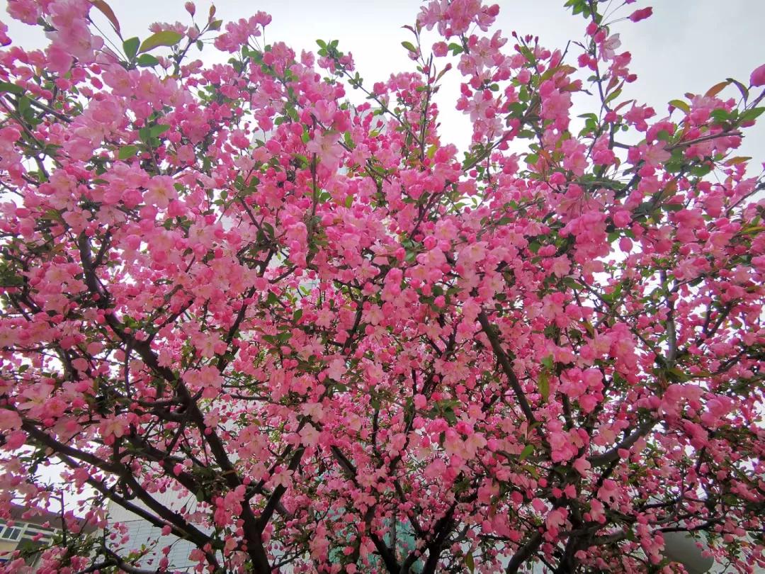 春游江淮请您来丨是时候去蚌埠赏花了！