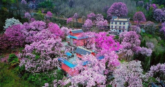 中国最大的百年辛夷树林：清明时节，美如仙境