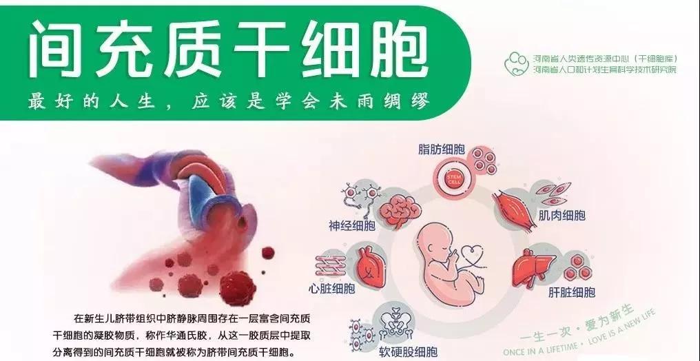 干细胞美容：一场科技与美学的邂逅