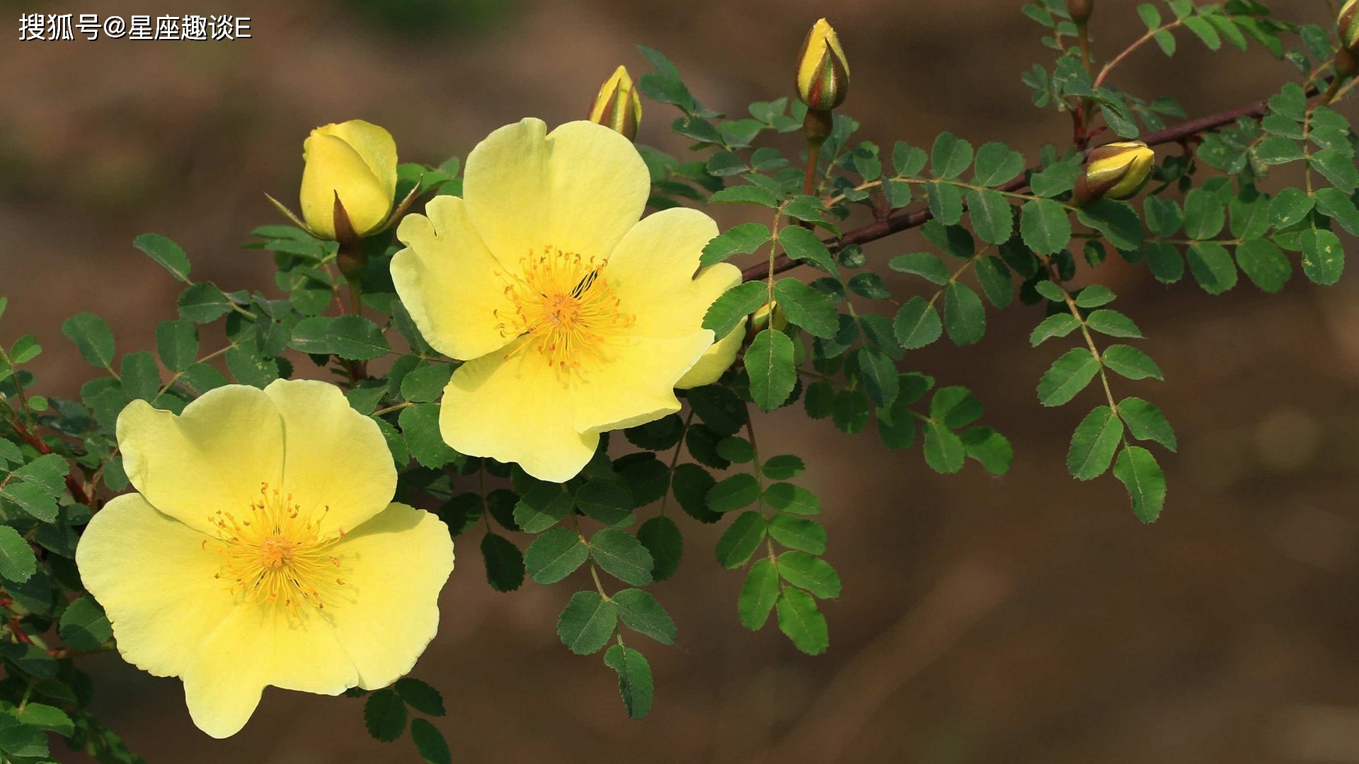 3月24日爱情运势 情场得意 琴瑟和鸣的四大星座 异性