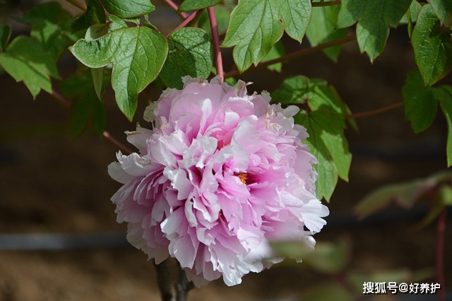 牡丹一年追3次肥 花大花艳 3个时间要记牢 开花