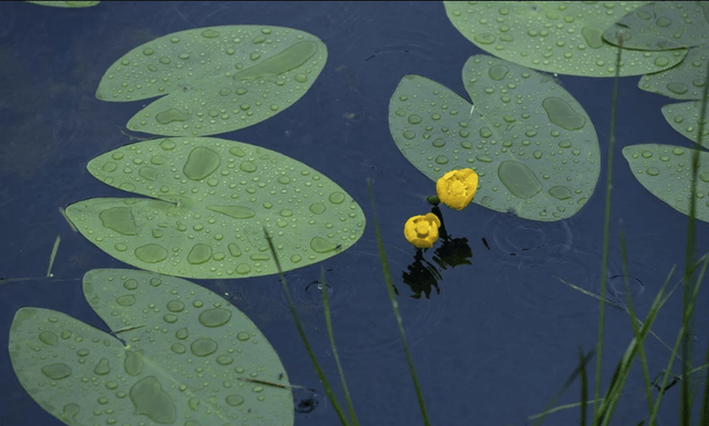 成语什么短情长_成语故事简笔画