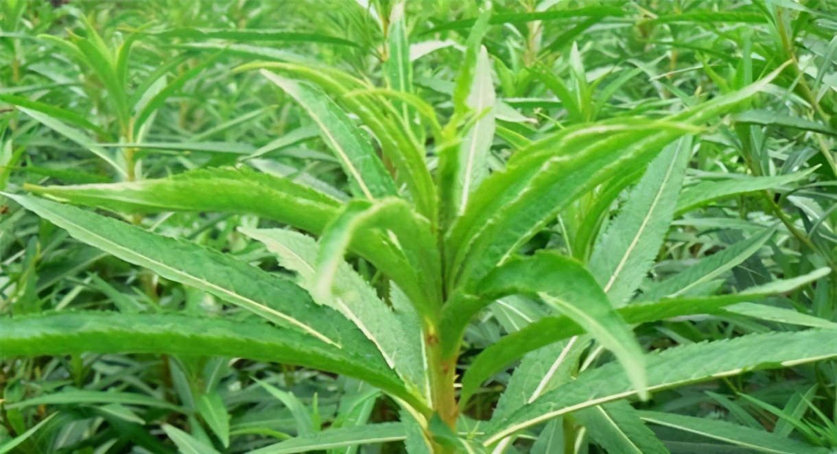 每天可直接與地錦草同飲