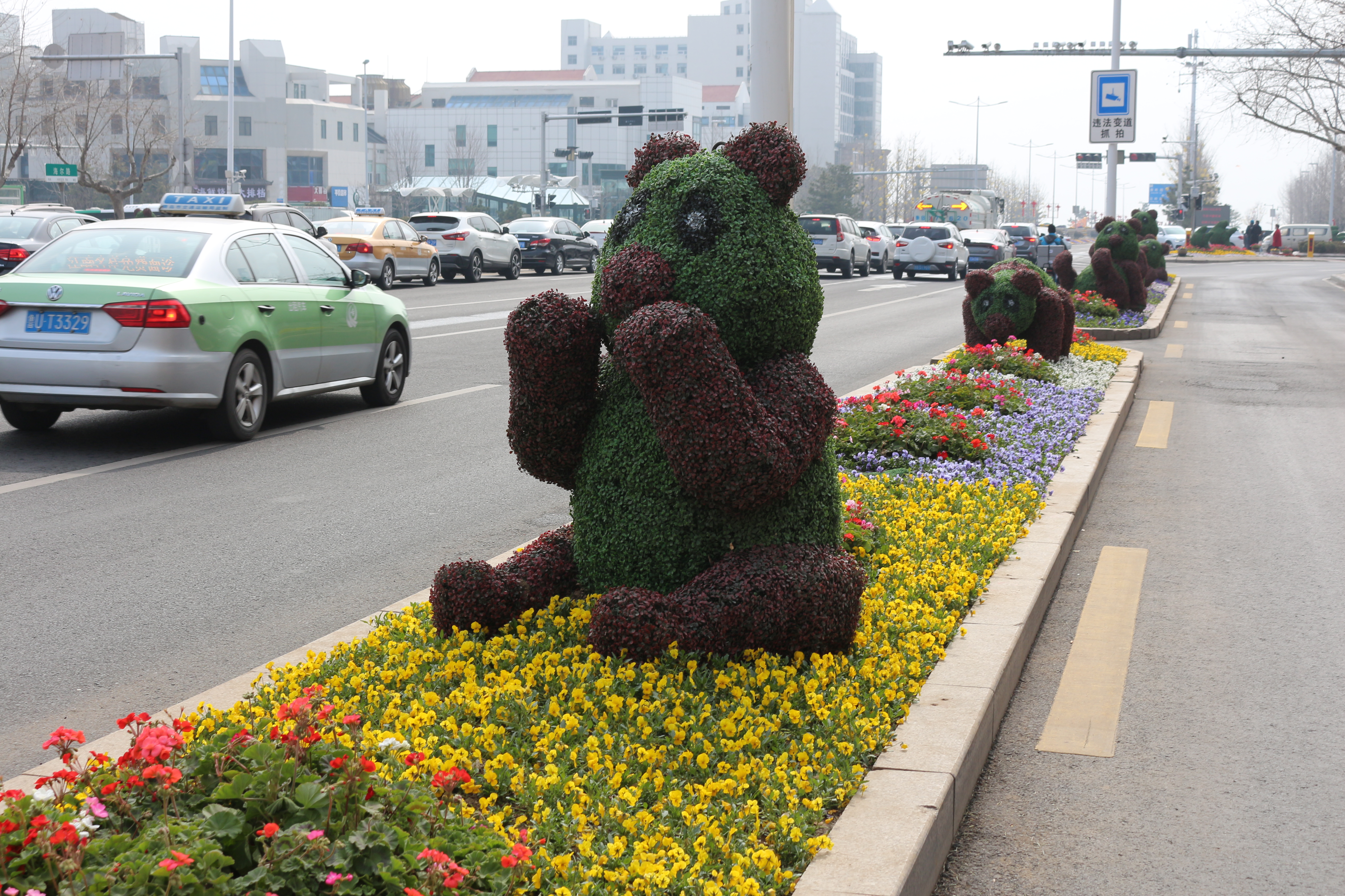 这才是春天该有的样子：崂山区城市管理局用130万株鲜花为宜业怡居崂山添彩