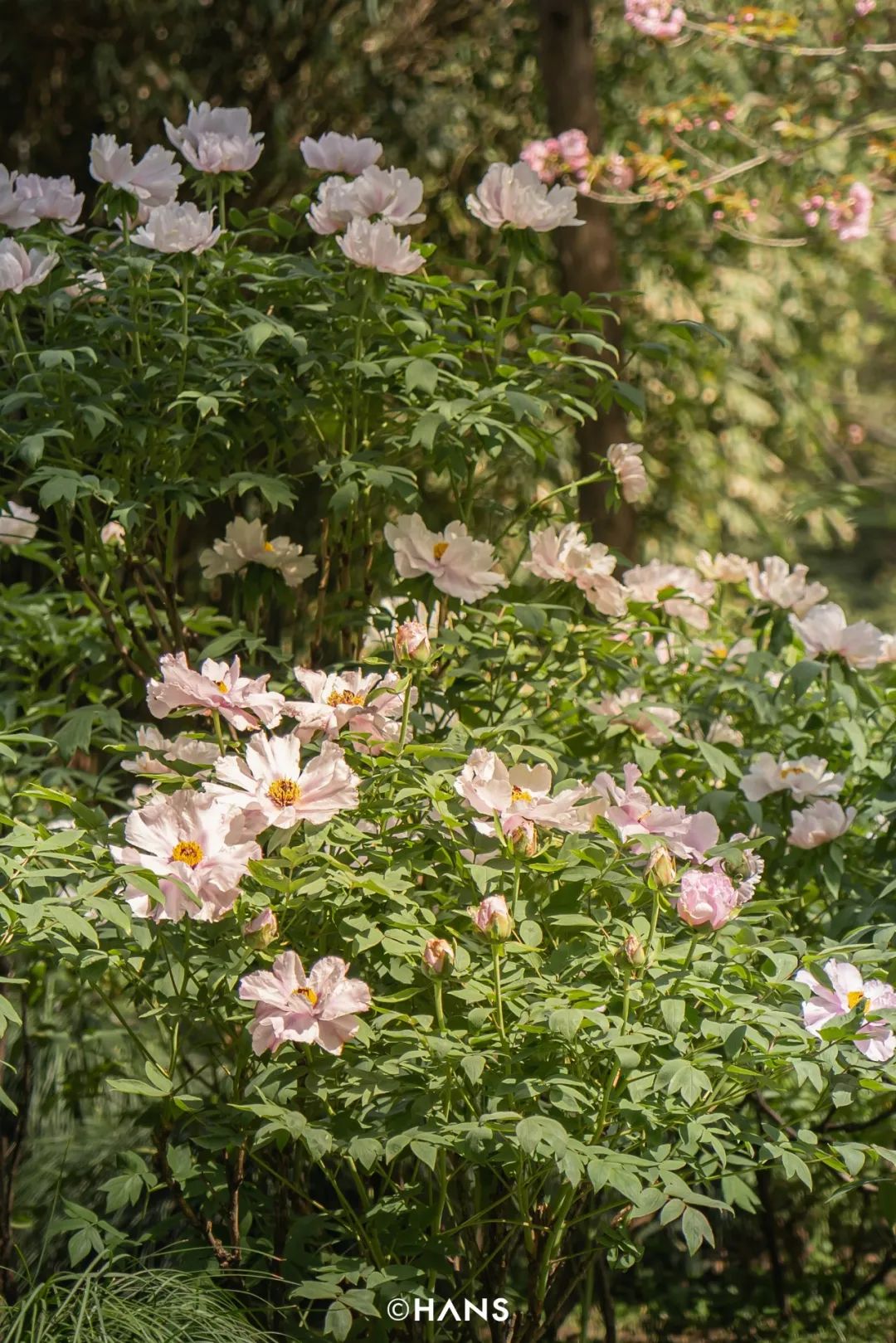 春天武汉植物园最漂亮的季节