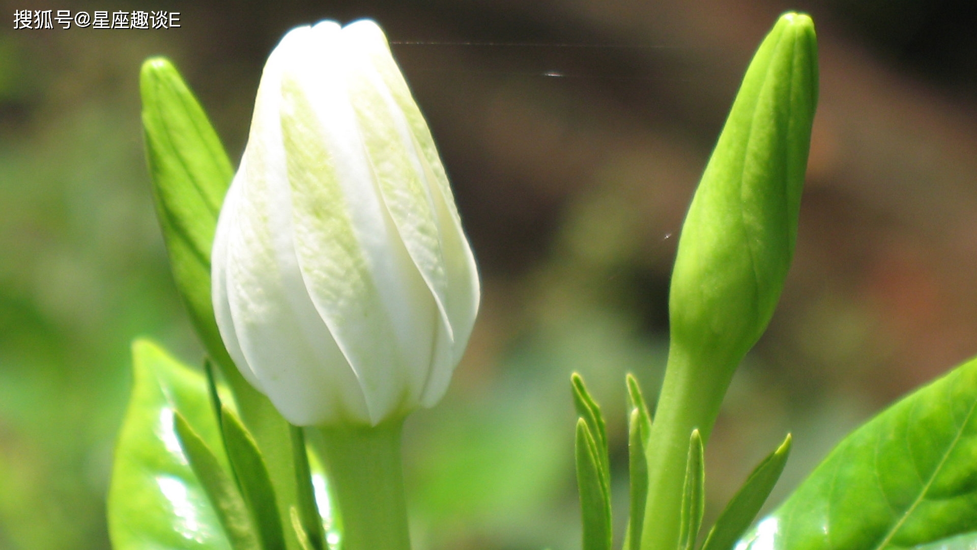 3月26日爱情运势 魅力四射 喜出望外的四大星座 伴侣