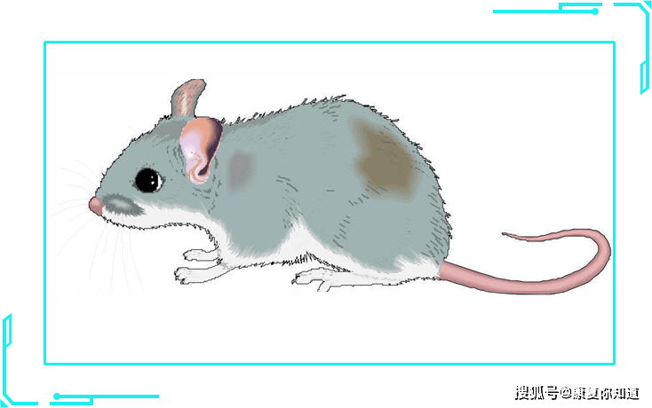 7只关节鼠折磨他5年膝盖经常咔咔响小心关节鼠正流窜