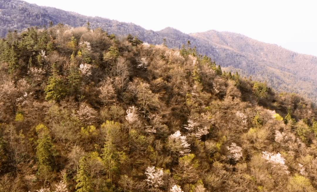 又是一年赏樱季，这条路线“私藏”了大围山整个春天