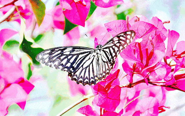 放飞蝴蝶,破茧成蝶,与蝶共舞各大主题带你玩转仙境彩鸽一声令下,扶摇