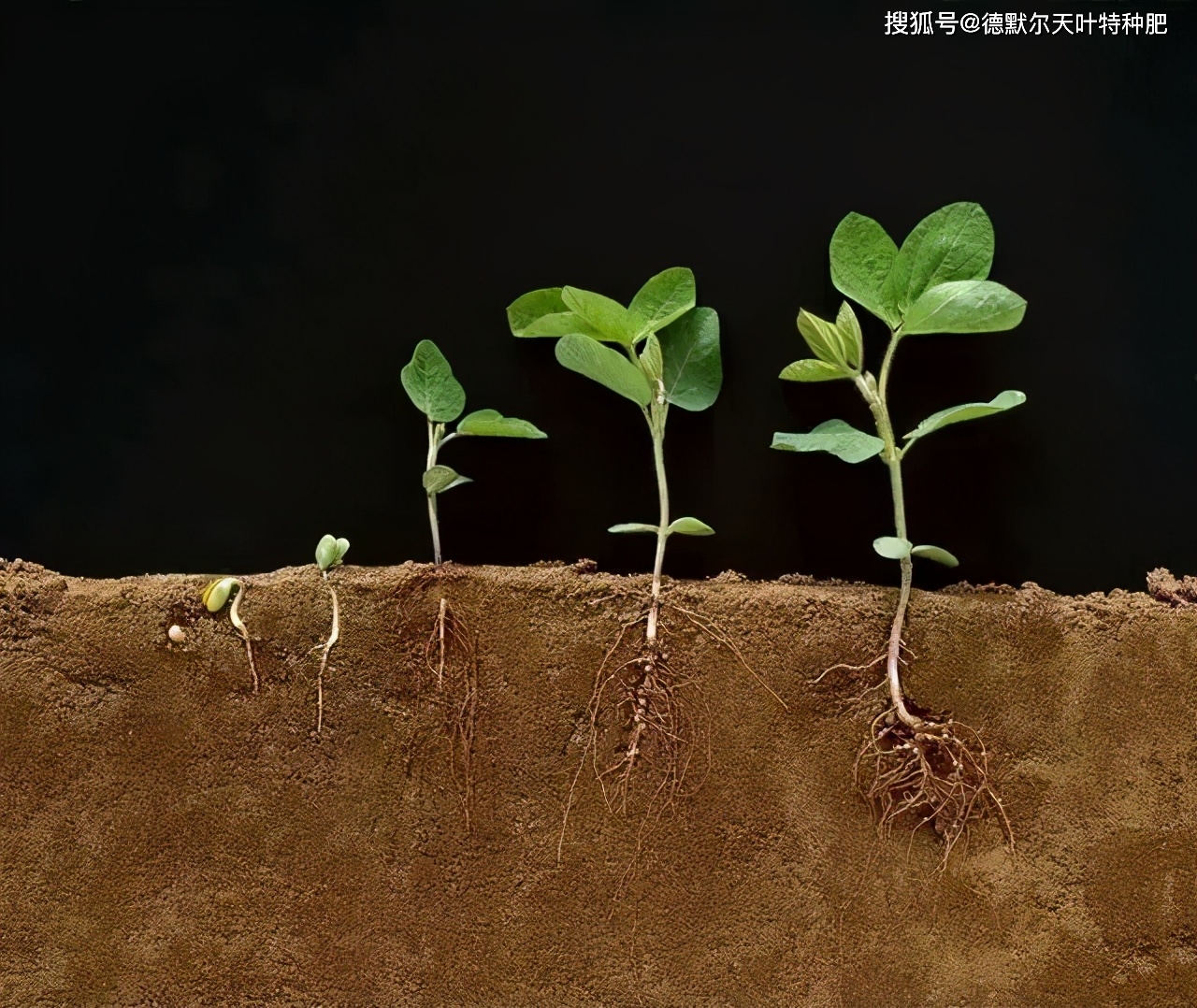 常规施肥措施虽然能提供给植物养分,但只有根系才知道需要什么养分