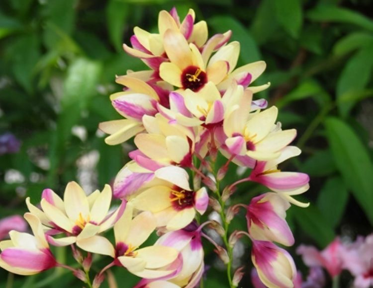 什么时间种植百合最好 c82d400957bc4f3ba9977206dfb1e59c.jpeg