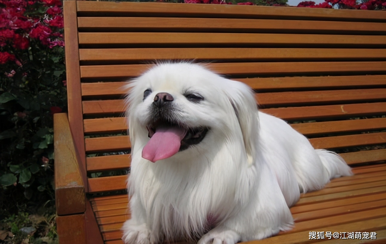 狗狗怎么养的干净 d462ffa10e6b4443b328ca463d95d828.jpeg