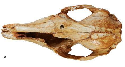 澳大利亚发现爬树袋鼠化石