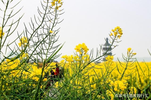 这里是 全球四大花海 之一 和日本京都樱花齐名 却不为人知 菜花