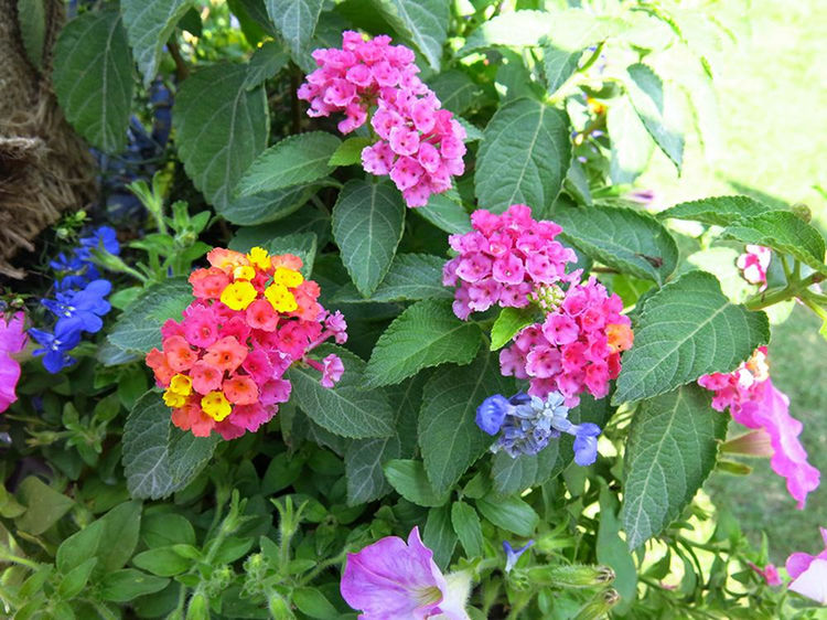 原创6种有臭味的花卉,颜值虽高味道难闻,建议不养