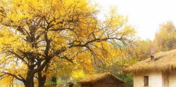 世界“最美丽”的银杏树群，就在我国湖北一个村里，有500万棵