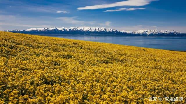 花海无边雪山壮丽，新疆赛里木湖花海即将亮相，快来看赏花大全