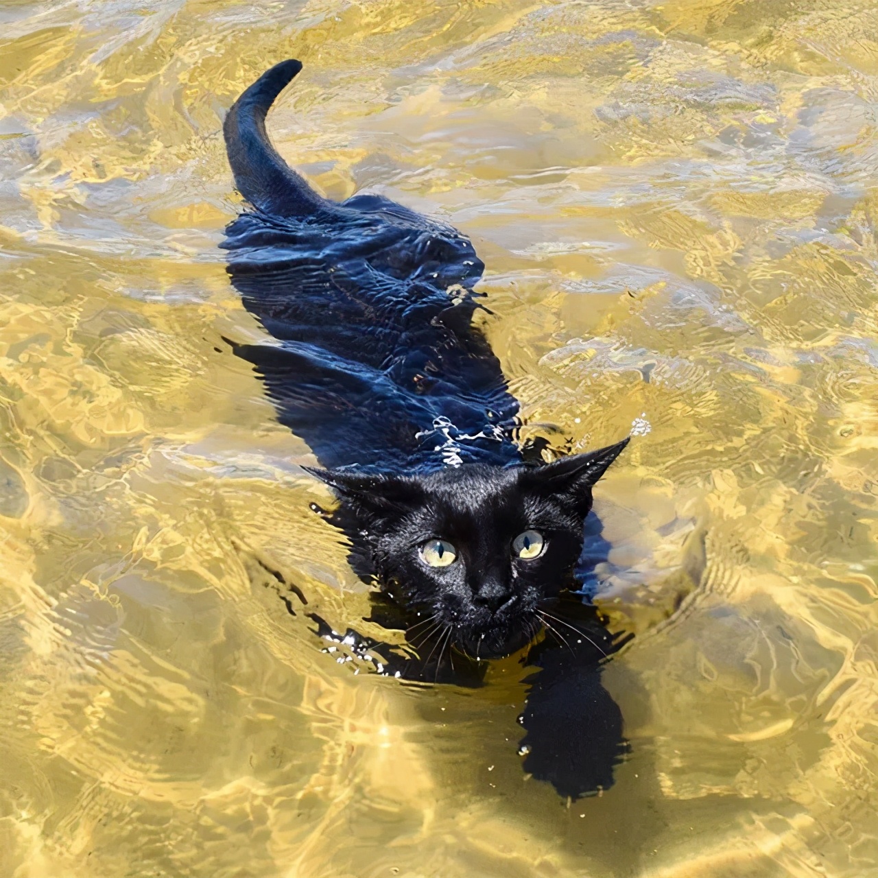 黑猫警长居然还是游泳健将