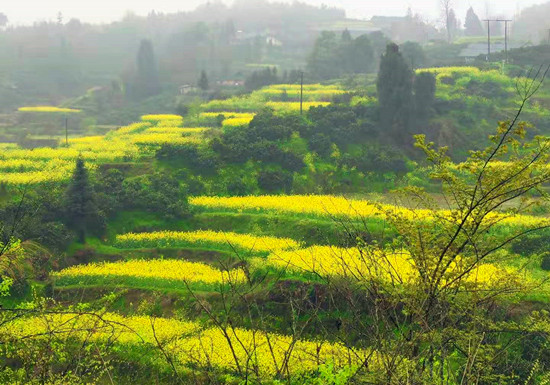 湖南芷江古冲梯田醉花海