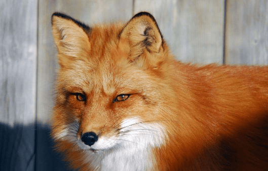 南北方会有些差异,但总体都是差不太多的,出马堂都是以地仙为主,也就