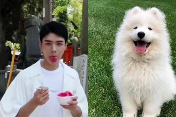 狗塑第一人就是龚俊了吧?每一个模样都可以找到对应的狗狗_哈士奇