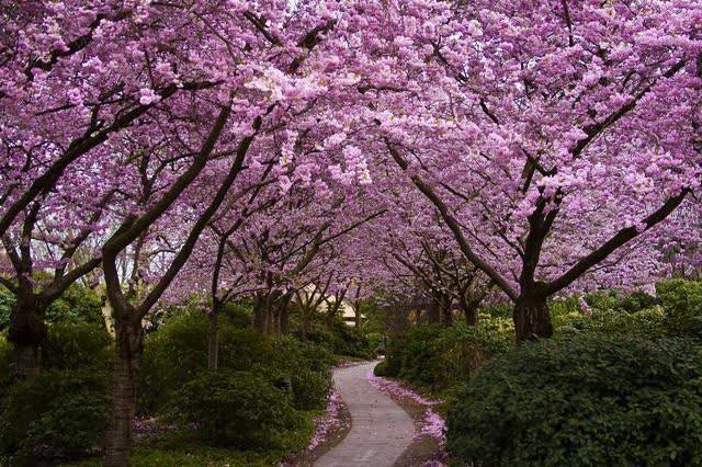藏着武汉天地附近的公园，始建于1952年，春天前往还能欣赏樱花
