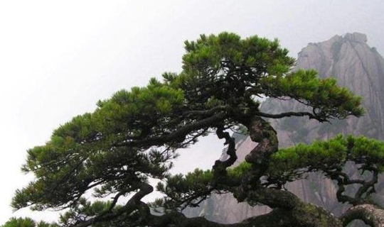 最贵的树木排行_世界上最“贵”的树,20代警员贴身保护,游客怀疑是假的