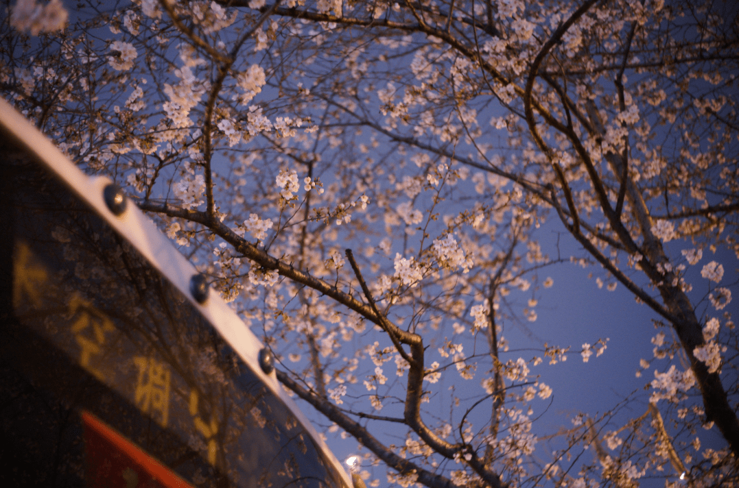 又到了樱花盛开的季节，上海这些地方都美的不像话，你去过吗？