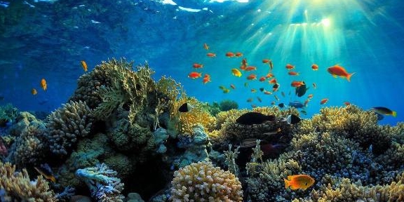 世界上最大最美的珊瑚礁，即将“死亡”，原因与人类脱不开干系
