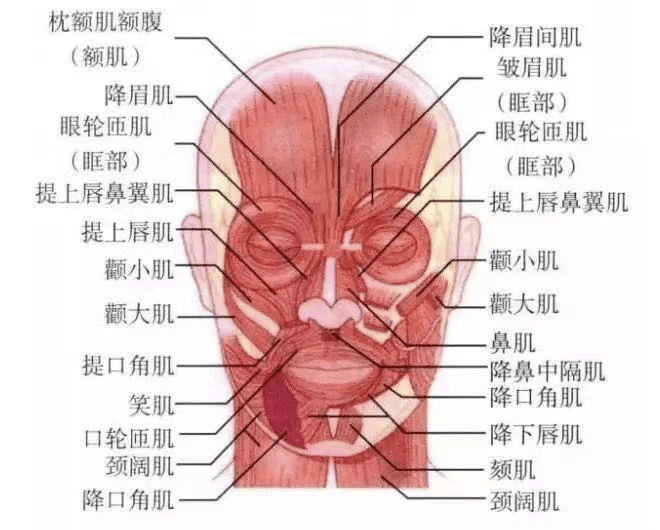 降眉肌位置图片