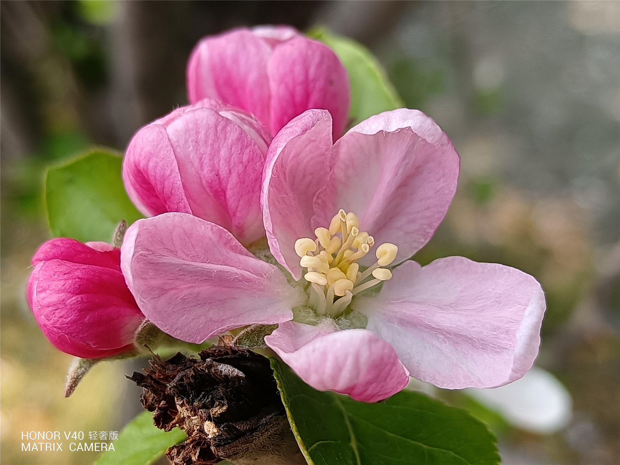 系统|荣耀V40轻奢版评测：一款以“轻薄”为亮点的5G智能手机