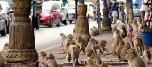 游客数量减少，猴群将泰国城市占领，当地采取行动