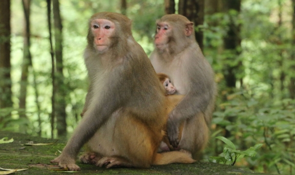 世界上最小的“猴子”，还没有手掌大，不仅不吃香蕉还自带橘子味